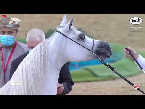 N 205 NAJLA UMM ALUDHAM   9th Qatar National AHS for Individual Owners   Mares 4 6 Years Old Class 7