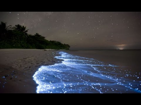 Maldives Glowing Beach The Sea of Stars - Beautiful Ocean Glow by Bioluminescence