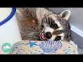 Spoiled Raccoon Rules the House And Invades Lady's Drawers | Cuddle Buddies - Cuddle Buddies Spoiled Raccoon Rules the House And Invades Lady's Drawers | Cuddle Buddies