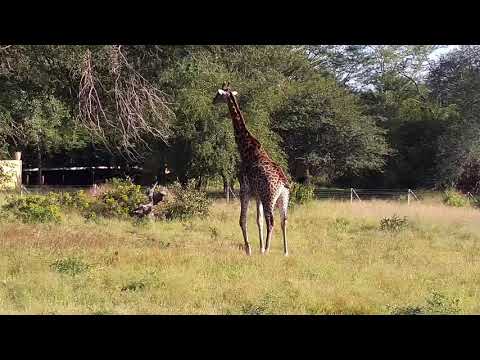 Djuma: Giraffe-Pt:2 - 08:55 - 04/06/20