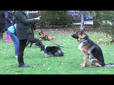 Specialist Dog Training  video.
