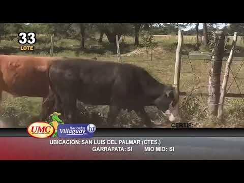 Lote 80 Novillitos en San Luis del Palmar, Corrientes