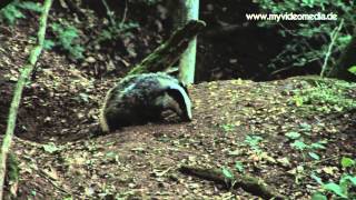 preview picture of video 'Badgers (Dachse), at home in the  forest - Germany HD'