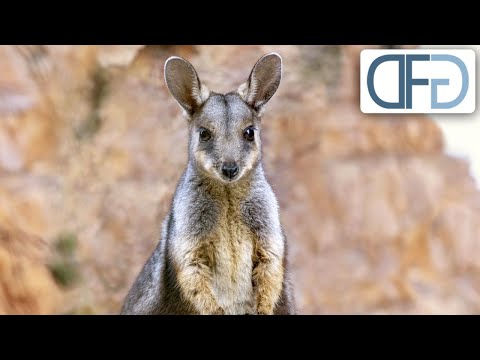 Die Schlucht der Felsenkängurus | Tiere vor der Kamera (1983) | Folge 14/57