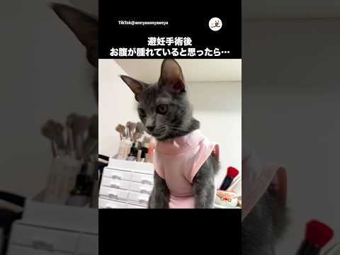 お腹が腫れてると思ったら…｜PECO