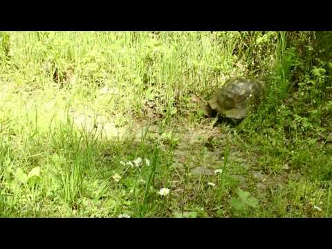 BBF Strandja Regional Mark Clip Contest - clip 3 Vassil Yanev.mpg