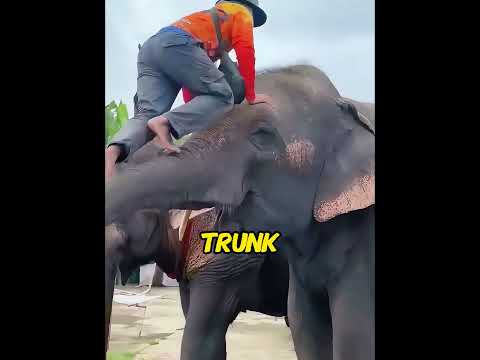 Watch how he saves this big creature from the pain. #kindness #animalcare