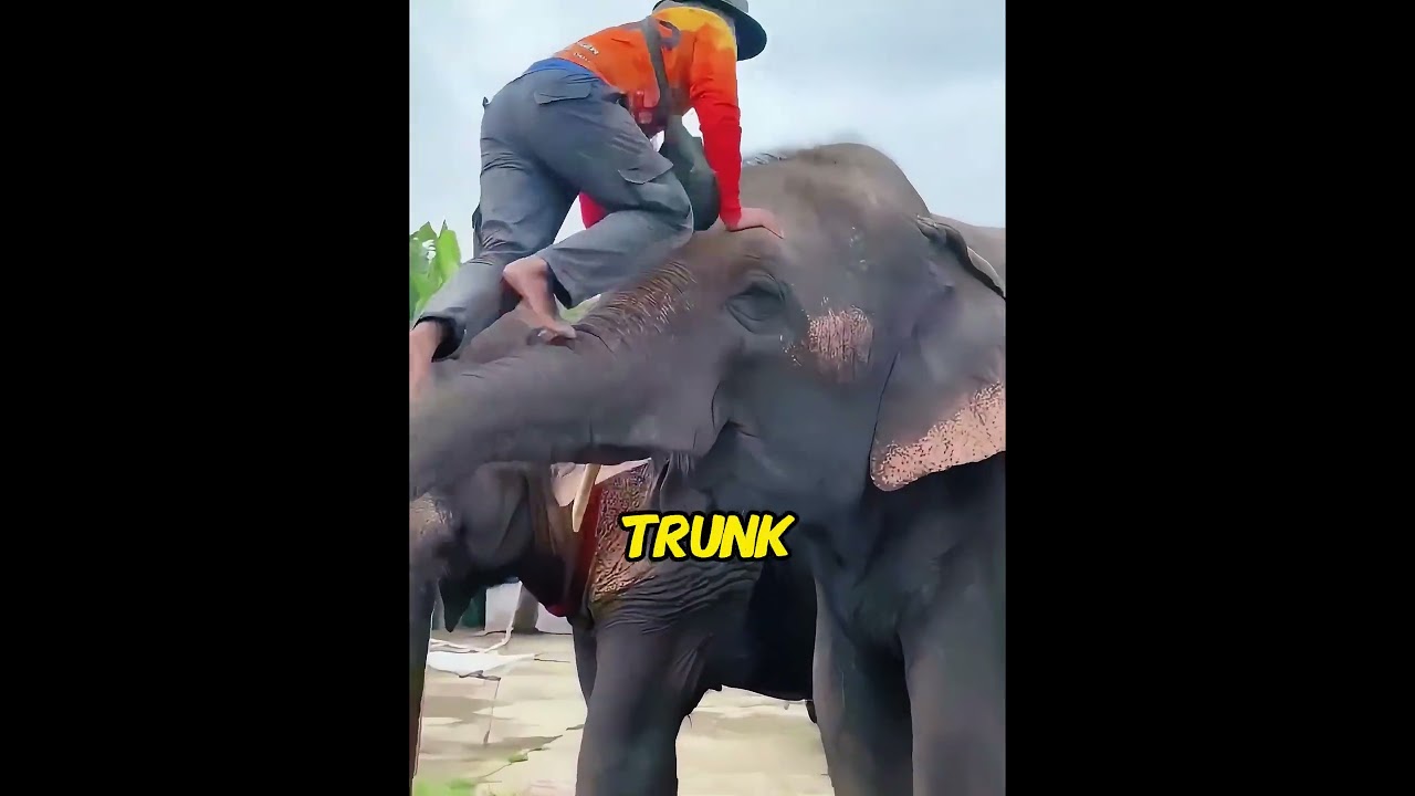 Watch how he saves this big creature from the pain. #kindness #animalcare