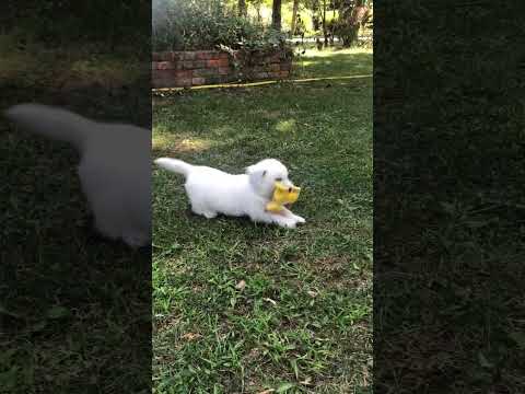 West Highland White Terrier puppy for sale