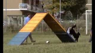 preview picture of video 'Agility Dog - Siggy - 13.09.2008 Master Settimo Torinese'