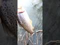 Video Thumbnail for I’m at peace fishing brown trout.