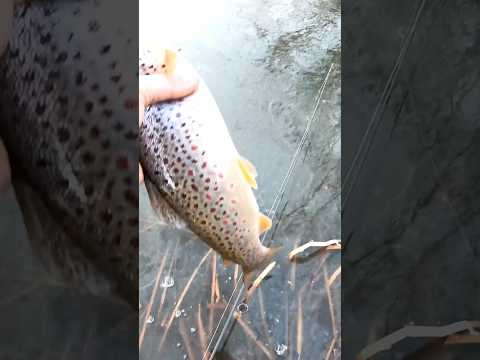 I’m at peace fishing brown trout.