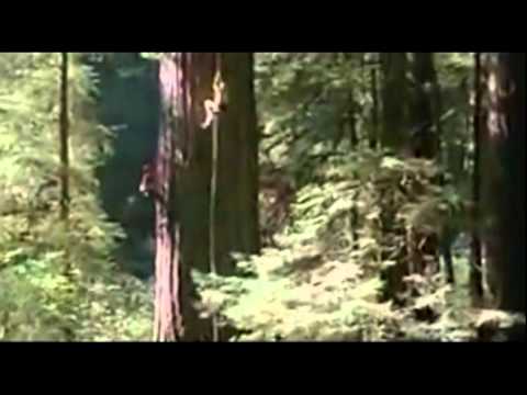 Video thumbnail for Wichita Lineman
