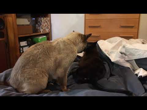 Tonkinese Cat about to attack Burmese Cat