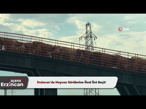 Erzincan’da Hayvan Sürülerine Özel Üst Geçit