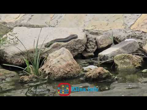 Gjarpërinjtë dalin lirshëm në shtratin e Lumit Klina, nuk i frikësohen as njeriut