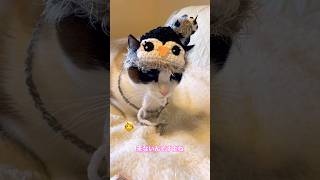 チュールは別枠な理由をねこに聞いてみた  #cat  #猫のいる暮らし