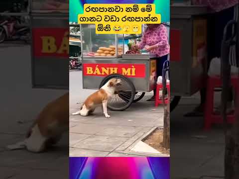 රඟපානවා නම් මේ ගානට වඩා රඟපාන්න ඕනි 😂🫣😁