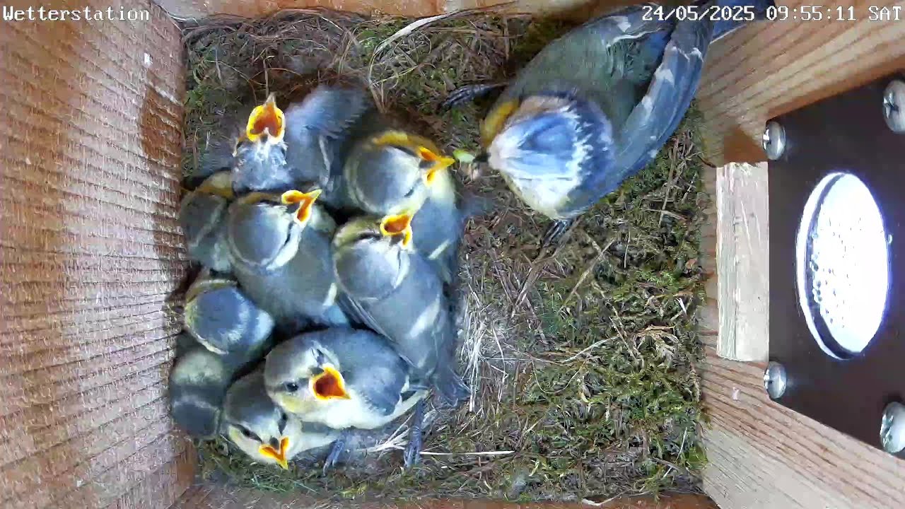 Flauschige Blaumeisenküken und ein Sorgenkind | 24.05.2025
