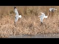 Gulls Feeding