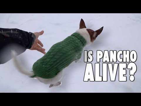 Is Pancho alive? Why chihuahuas don't run in the snow - The making of
