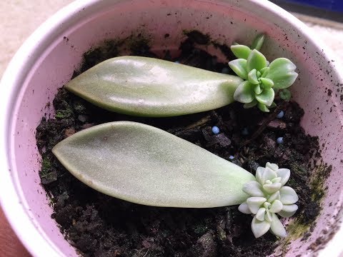 download lagu mp3 mp4 Propagating Succulents From Leaves, download lagu Propagating Succulents From Leaves gratis, unduh video klip Propagating Succulents From Leaves