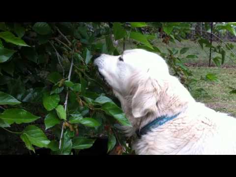 download lagu mp3 mp4 Are Mulberry Leaves Poisonous To Dogs, download lagu Are Mulberry Leaves Poisonous To Dogs gratis, unduh video klip Are Mulberry Leaves Poisonous To Dogs