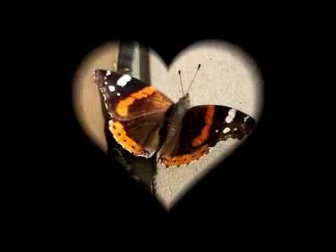 Farfalla Vanessa Atalanta...video (Abe)