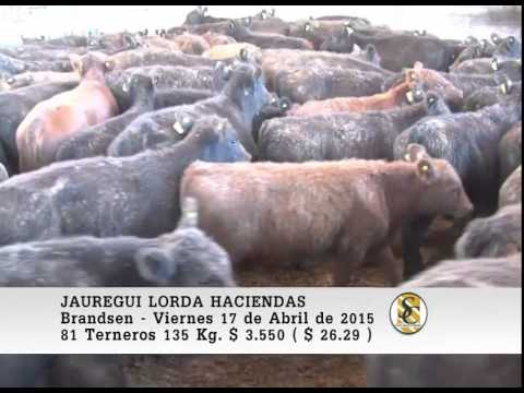 Venta de Machos - Jauregui Lorda - Brandsen. 17-04-2015