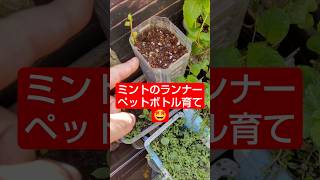 【農学修士地獄#sdgs 】#ミント のランナーがプランターから飛び出したので、#ペットボトル に植える空中戦#ベランダ菜園 #園芸 #貧乏生活 #独身男性 。
