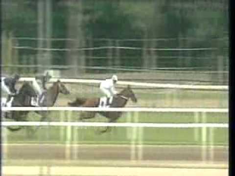 89. Magyar Derby winner Ostinato and Nino Murru 2011.07.03.