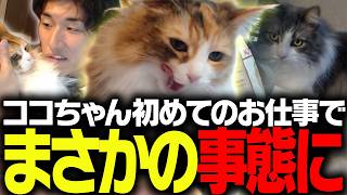 関家の愛猫ココちゃんが初めてお仕事に挑むもまさかの事態がおきてしまう【ロイヤルカナン】