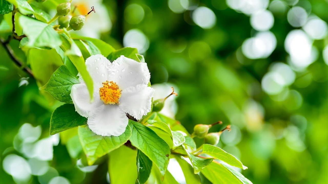 Morning Relaxing Music - Beautiful Piano Music for Stress Relief (Newtown)