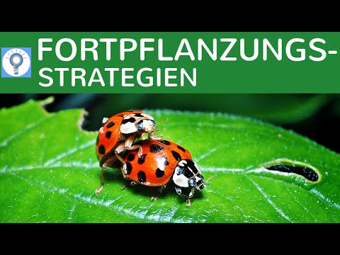 K-Strategen & R-Strategen - Fortpflanzungsstrategien - Strategien der Vermehrung einfach erklärt