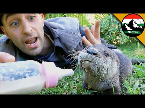 A VIDRA KÖLYÖK ETETÉSE! Ismeretterjesztő videók a vadonról | Brave Wilderness Magyar