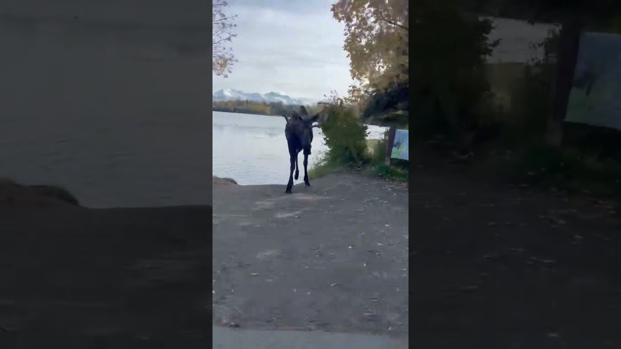 Moose around the corner!!What an amazing surprise that was!