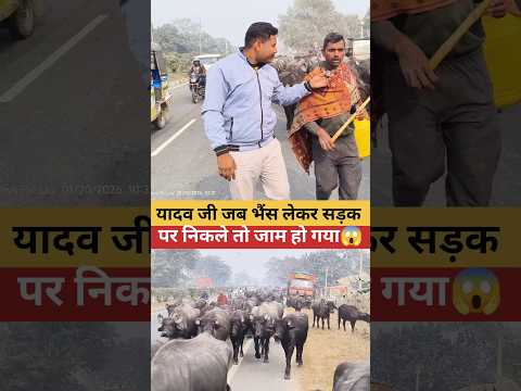 दूध बेचकर यादव जी कमाते हैं 6 लाख का महीना | Yadav ji | milk production | buffalo | yadav |