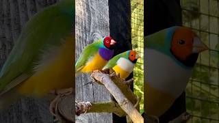 Download lagu Burung Finch Gouldian Jantan #burung #burung mp3 Download lagu Burung Finch Gouldian Jantan #burung #burung mp3