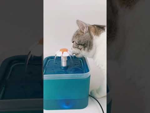 How to Introduce a Water Fountain to Your Cat？