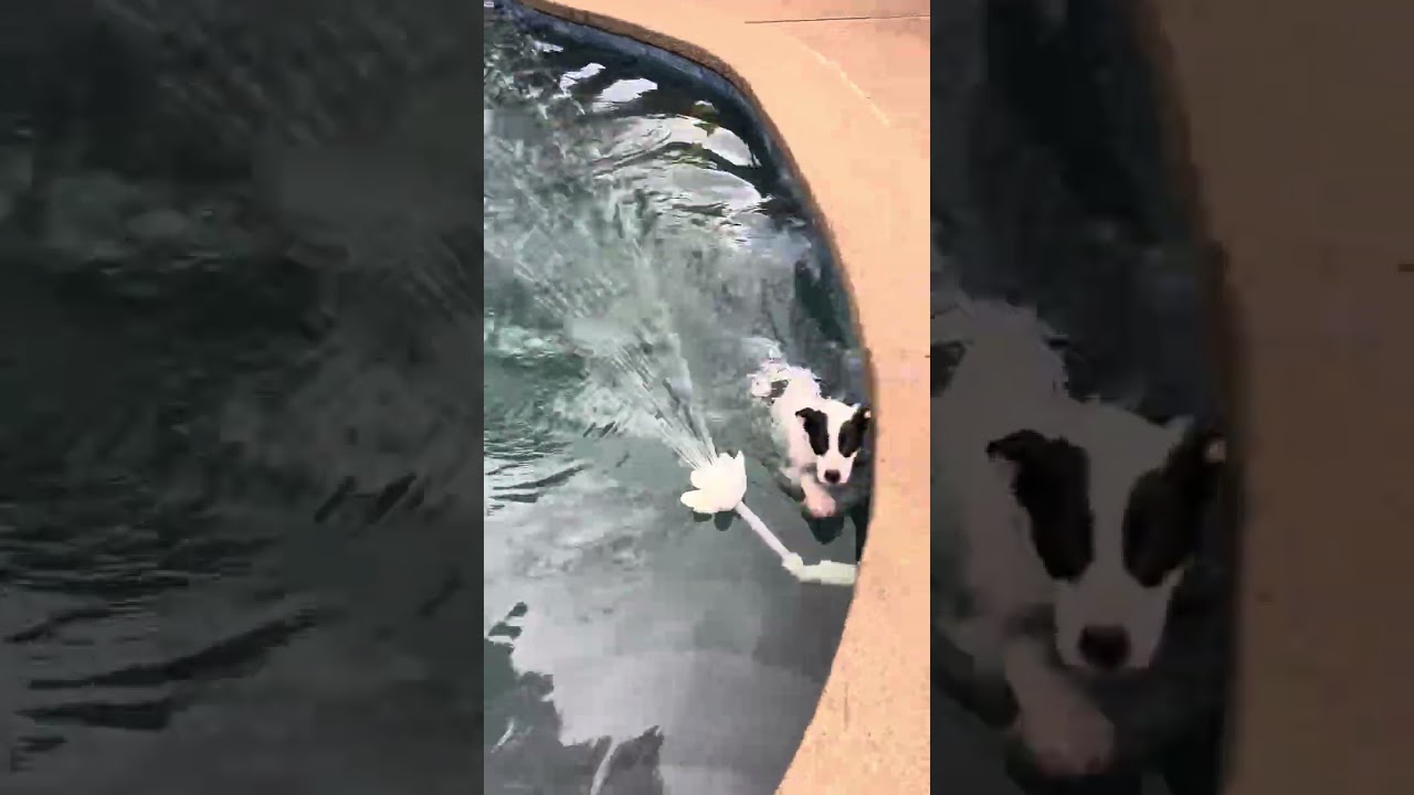 Morgan, a Adoptable mixed breed in West Greenwich , RI video 1/3