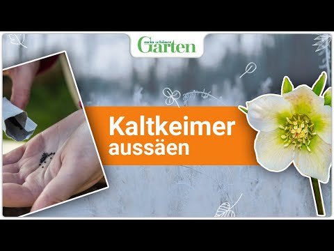 Kaltkeimer aussäen: So gelingt es