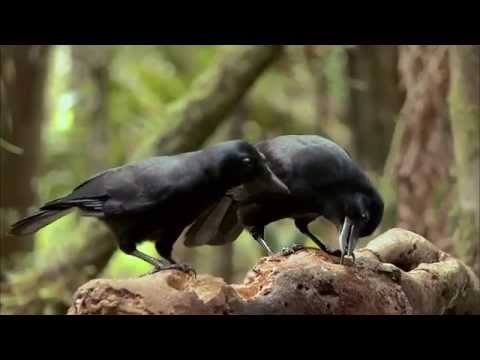 Världens natur - De kloka fåglarna. Kea, Kråka, Korp.