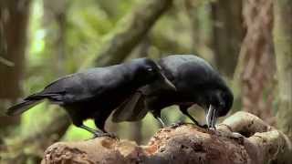 Världens natur - De kloka fåglarna. Kea, Kråka, Korp.