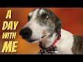 A Day With Two Greyhounds