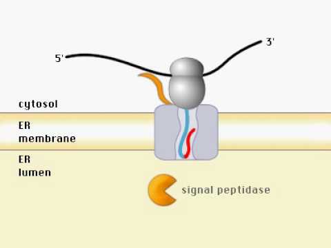 Proteins and ER