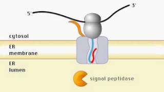 Proteins and ER