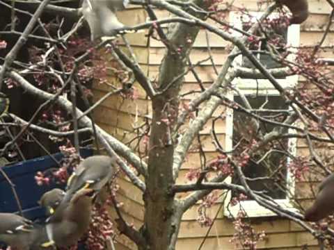 Waxwings In my Garden 30/12/2010 (Southampton, Hampshire)