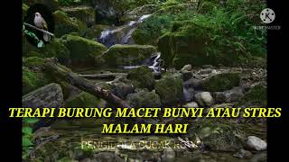 Download lagu Terapi burung macet bunyi atau strees di malam hari mp3