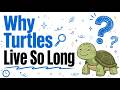 Why Do Turtles Live So Long The 2022 Study That Changed Everything