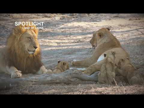 Lions take over and kill cubs